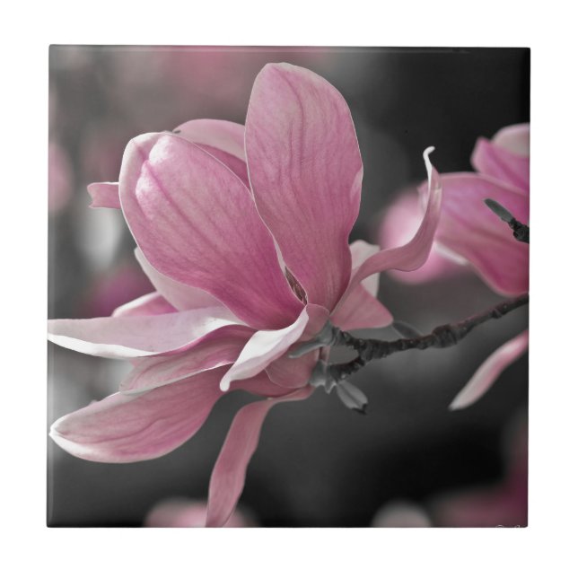 Azulejo Salsa rosa japonés Magnolia (Frente)