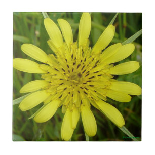 Azulejo Salsifí amarillo del Wildflower F9