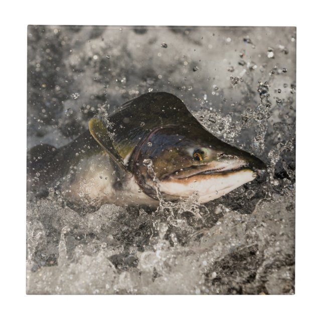 Azulejo Saltando Salmon (Frente)