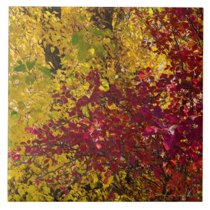 Azulejo Saltos de otoño en la tela de fondo del Oregón