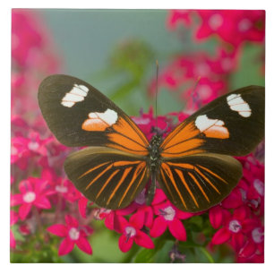 Azulejo Sammamish Washington Fotografía de Mariposa en 14