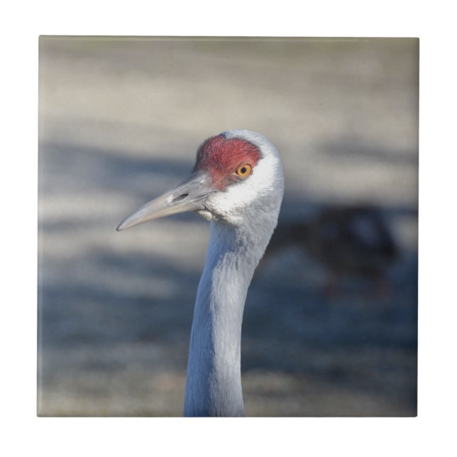 Azulejo Sandhill Crane (Frente)
