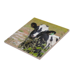 Azulejo ¡Santo Vaca! ¡Es un frisón Holstein!