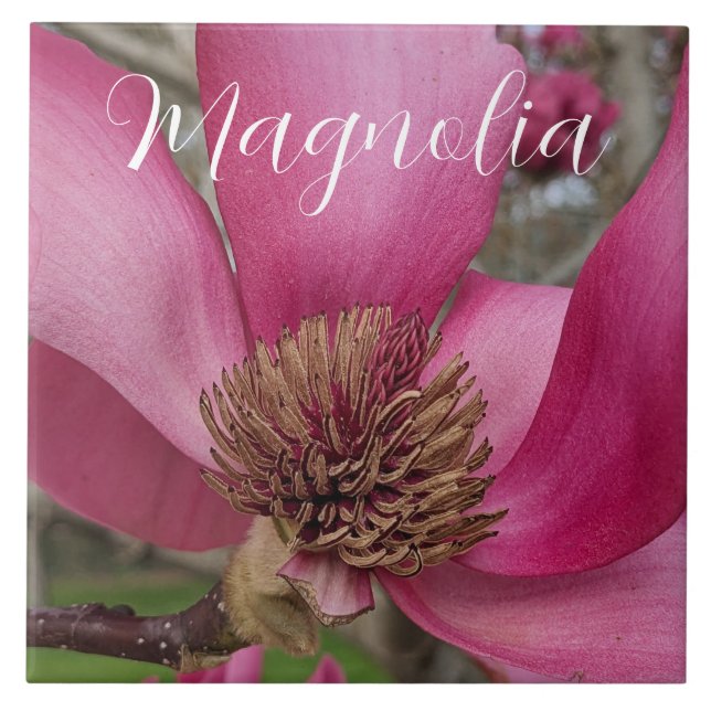 Azulejo Saucer rosa Magnolia Blossom Floral (Frente)