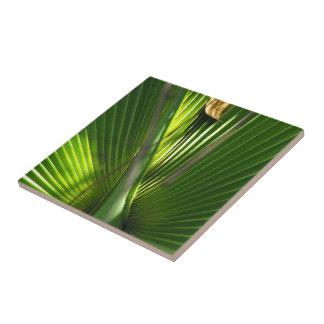 Azulejo Saw Palmetto Photo Closeup