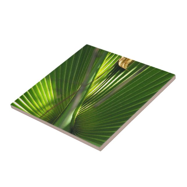 Azulejo Saw Palmetto Photo Closeup (Lado)