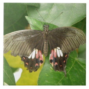 Azulejo Scarlet Swallowtail Butfly Tile