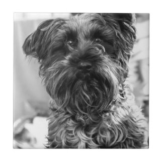 Azulejo Schnauzer miniatura