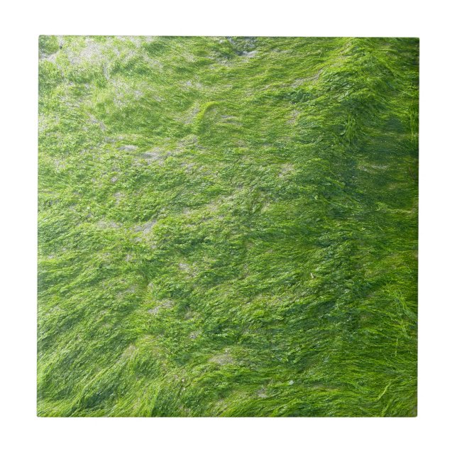 Azulejo Sea Moss Green Nature Grass Beach Nautical (Frente)