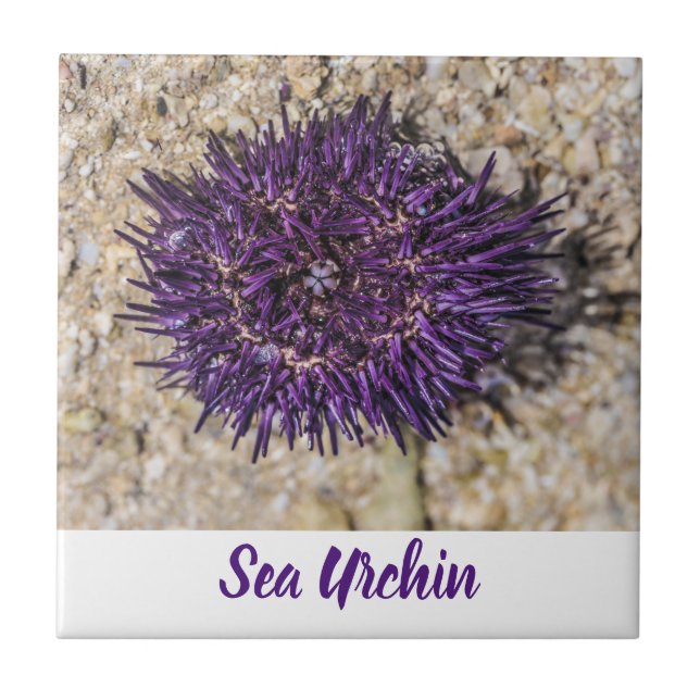 Azulejo Sea Urchin Ocean Beach Holiday Summer Souvenir (Frente)