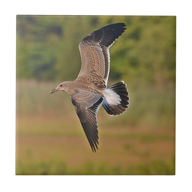 Azulejo Seagull Tile (Frente)