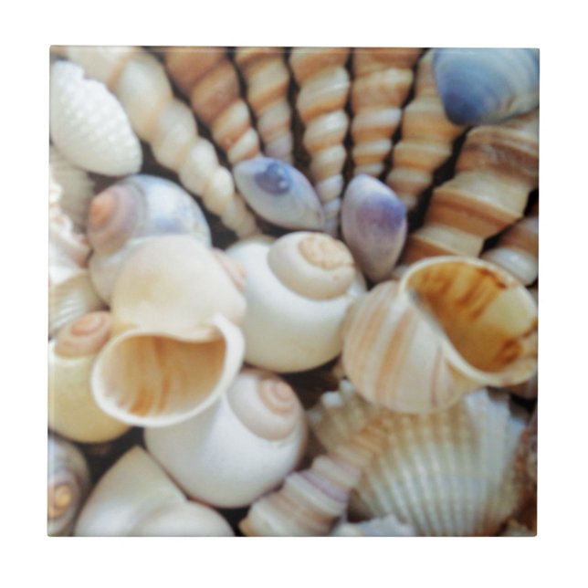 Azulejo Seashells hermosos, verano, playa, cáscaras (Frente)