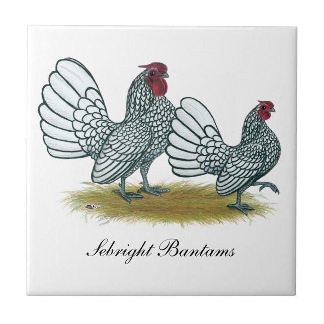 Azulejo Sebright Bantams :  Plateado (Frente)