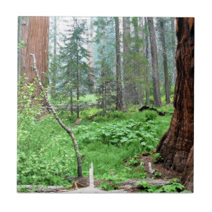 Azulejo Secuoyas gigantes en Grant Grove, CA