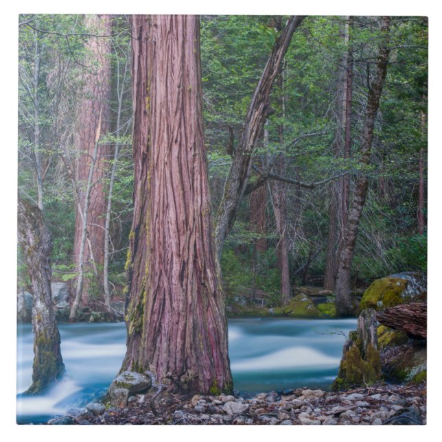 Azulejo Secuoyas y río Merced Parque Nacional Yosemite, CA (Frente)