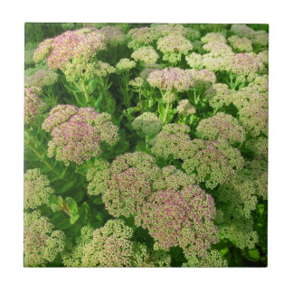 Azulejo Sedum "alegría del otoño "
