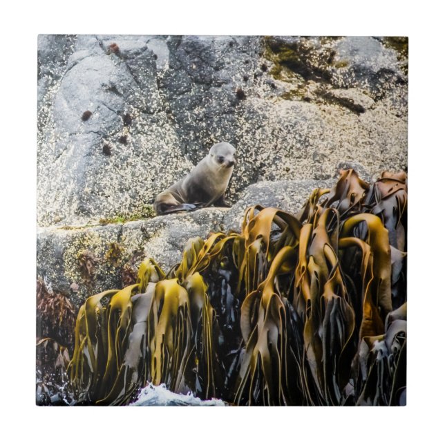 Azulejo Sello De Piel Joven En La Roca (Frente)