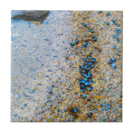 Azulejo Sellos de mejillones en Maine