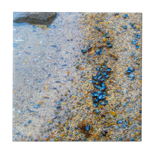 Azulejo Sellos de mejillones en Maine (Frente)