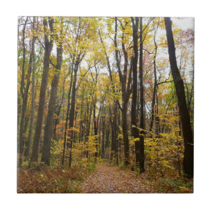 Azulejo Sendero de otoño y hojas doradas en Laurel Hill Pa