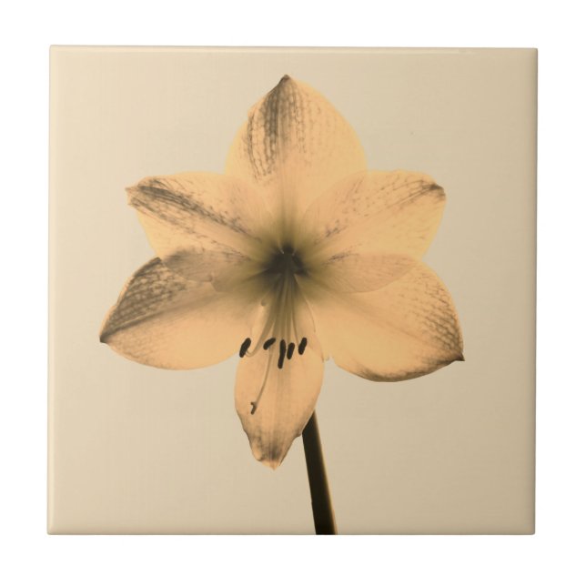 Azulejo sepia amaryllis (Frente)