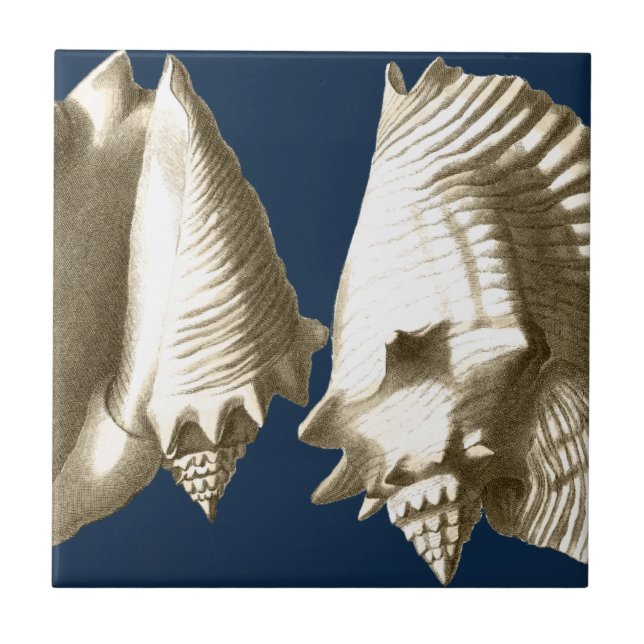 Azulejo Sepia Conch Seasheles (Frente)