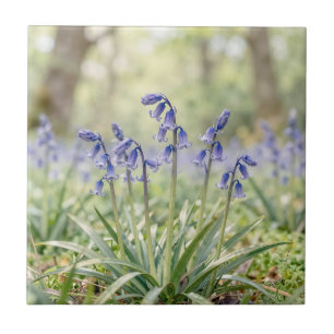 Azulejo Sereno Bosque de Campanillas Azules Purpúreas en F