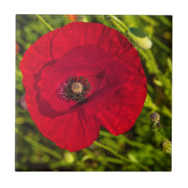 Azulejo Serie de amapola #2