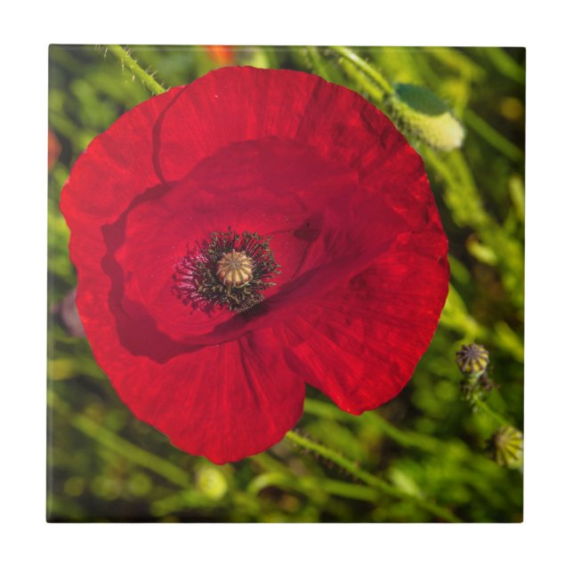 Azulejo Serie de amapola #2 (Frente)