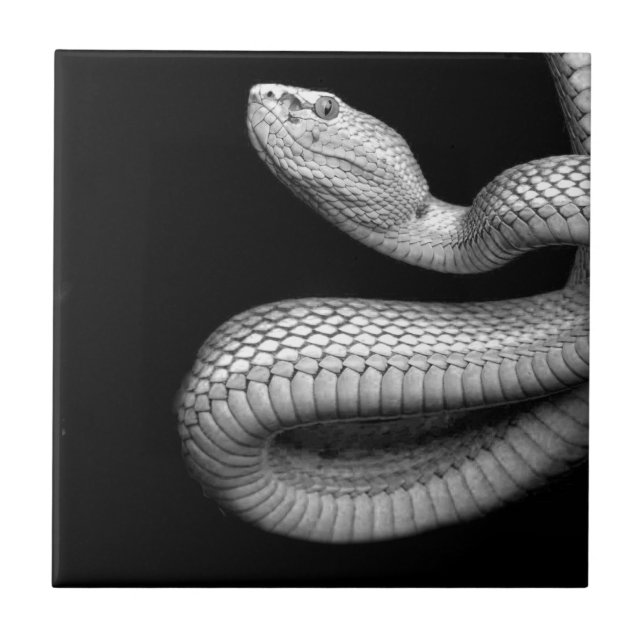 Azulejo Serpiente (Frente)