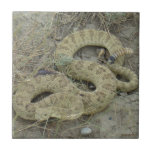 Azulejo Serpiente de cascabel de pradera R20<br><div class="desc">Teja de la serpiente de cascabel de pradera. Este rattler grande parece haber tenido una llamada cercana reciente,  probable con otro juicio despredador por las heridas en él está detrás.</div>