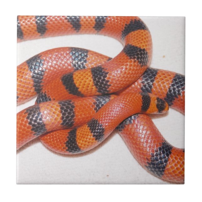Azulejo Serpiente de leche del Honduran del Hypo Milksnake (Frente)