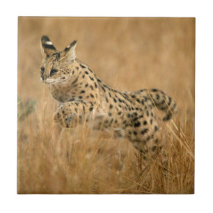 Azulejo Serval (Leptailurus Serval) Saltando