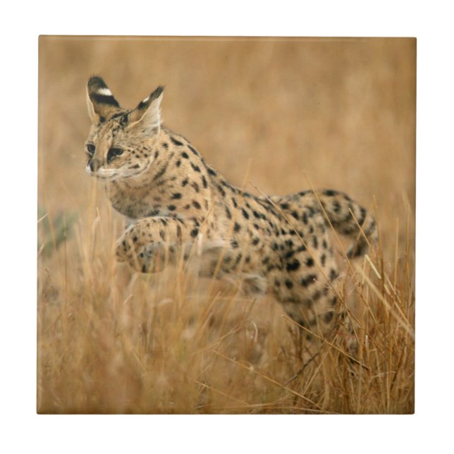 Azulejo Serval (Leptailurus Serval) Saltando (Frente)