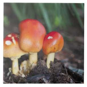 Azulejo seta de la familia Amanita