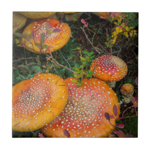 Azulejo Setas amanita muscaria en el lago Mowich