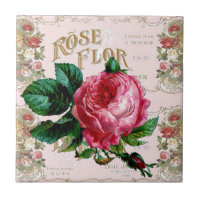 SHABBYCHIC Rosa inglés de color rosa