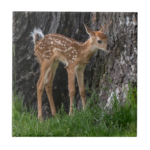 Azulejo Shaky Legs Fawn