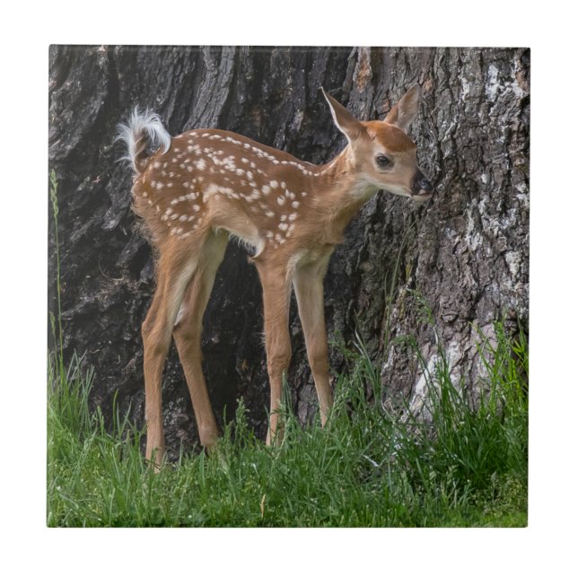 Azulejo Shaky Legs Fawn (Frente)