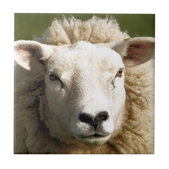 AZULEJO SHEEP (Frente)