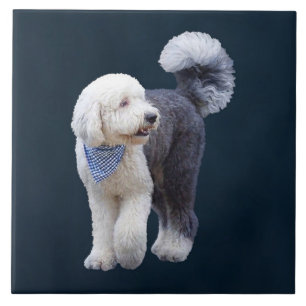 Azulejo Sheepadoodle Con Bufanda Cuadrada Azul