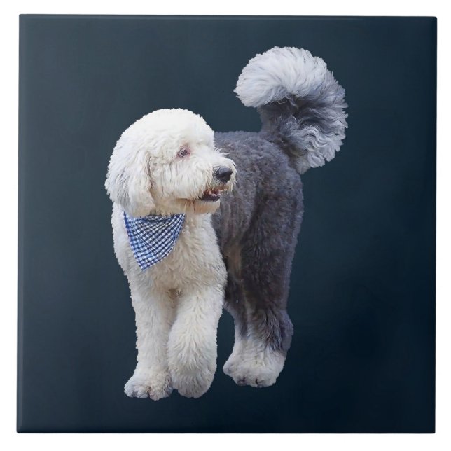Azulejo Sheepadoodle Con Bufanda Cuadrada Azul (Frente)