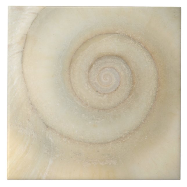Azulejo Shell - Concología - Espiral blanca (Frente)