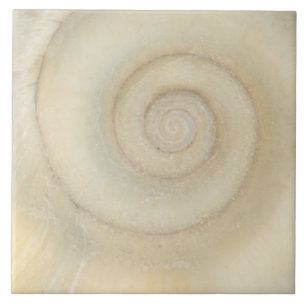 Azulejo Shell - conquiliología - espiral blanco