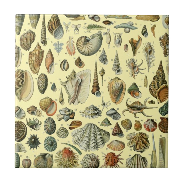 Azulejo Shell de conchas marinas Mollusk Clam Elegante Art (Frente)