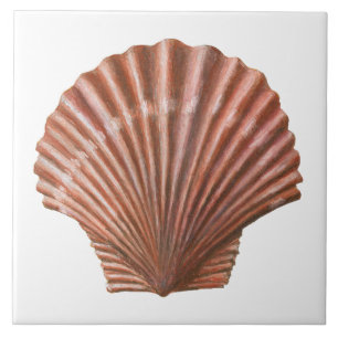 Azulejo Shell de vieira