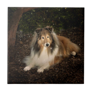 Azulejo Sheltie Magic Tile