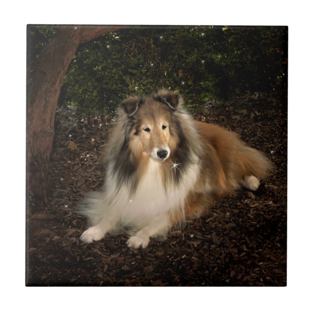 Azulejo Sheltie Magic Tile (Frente)