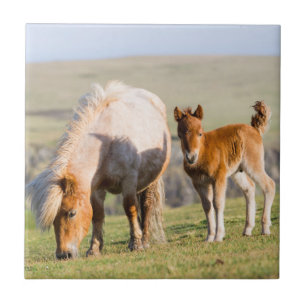 Azulejo Shetland Pony en pastizal cerca de acantilados alt