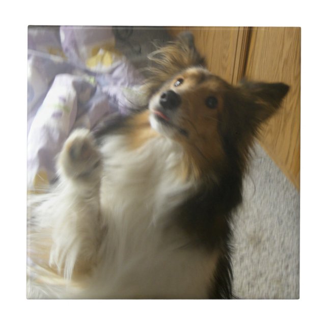 Azulejo Shetland Sheepdog Pidiendo (Frente)